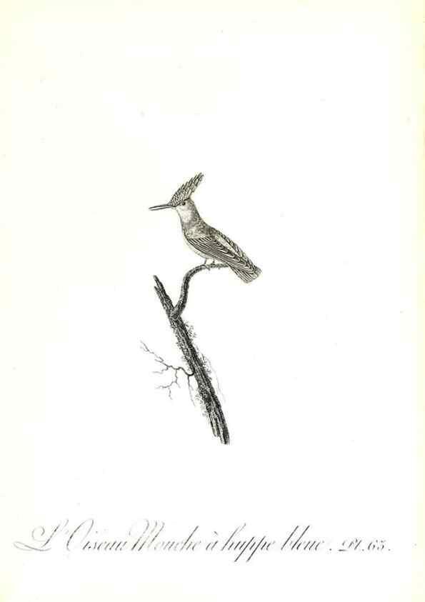 Reproducción/Reproduction 8596849629: Histoire naturelle et générale des colibris, oiseaux-mouches, jacamars et promerops /. A Paris,chez Desray,an XI=1802.