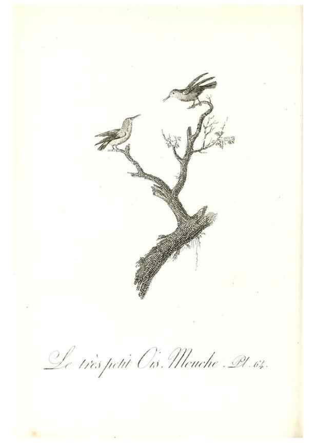 Reproducción/Reproduction 8597953430: Histoire naturelle et générale des colibris, oiseaux-mouches, jacamars et promerops /. A Paris,chez Desray,an XI=1802.