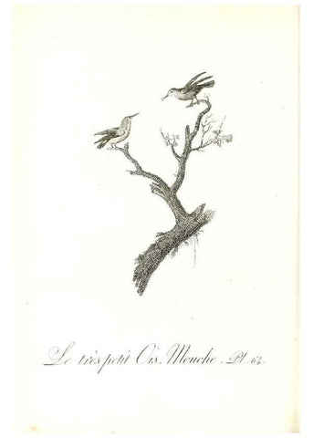 Reproducción/Reproduction 8597953430: Histoire naturelle et générale des colibris, oiseaux-mouches, jacamars et promerops /. A Paris,chez Desray,an XI=1802.