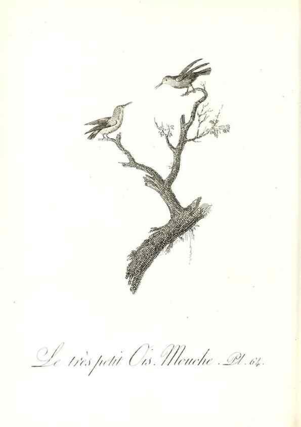 Reproducción/Reproduction 8597953430: Histoire naturelle et générale des colibris, oiseaux-mouches, jacamars et promerops /. A Paris,chez Desray,an XI=1802.