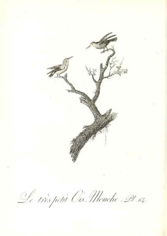 Reproducción/Reproduction 8597953430: Histoire naturelle et générale des colibris, oiseaux-mouches, jacamars et promerops /. A Paris,chez Desray,an XI=1802.