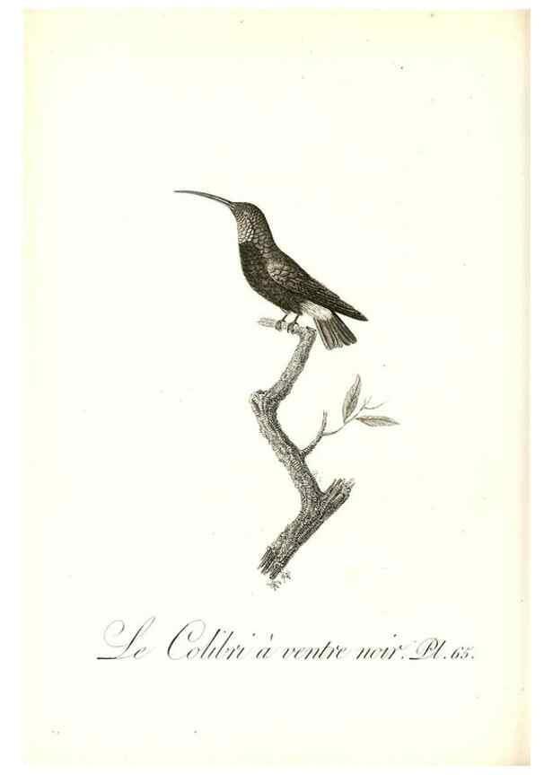 Reproducción/Reproduction 8597953682: Histoire naturelle et générale des colibris, oiseaux-mouches, jacamars et promerops /. A Paris,chez Desray,an XI=1802.