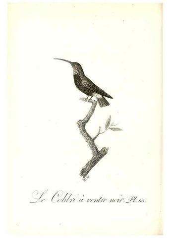Reproducción/Reproduction 8597953682: Histoire naturelle et générale des colibris, oiseaux-mouches, jacamars et promerops /. A Paris,chez Desray,an XI=1802.
