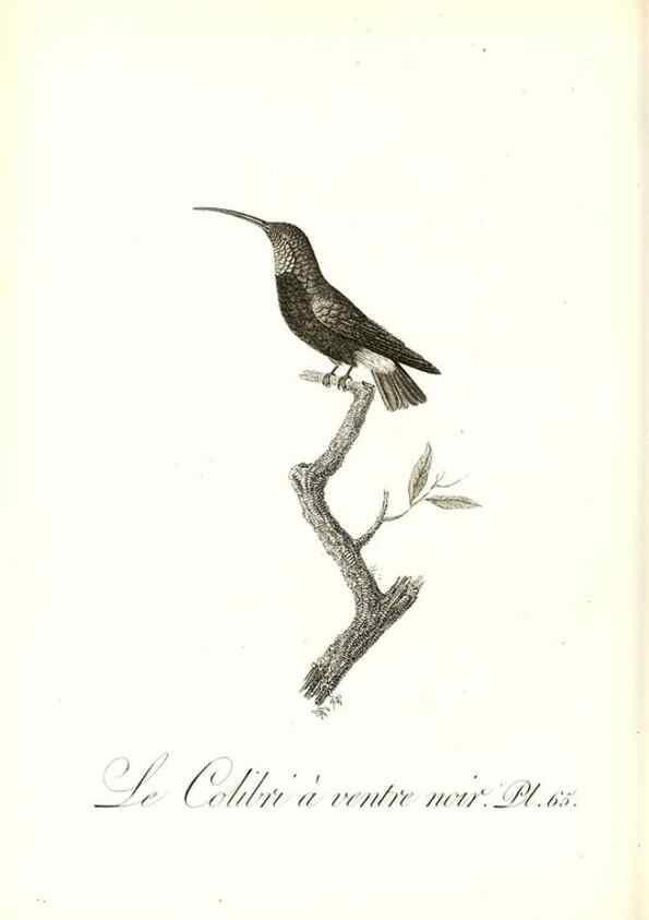Reproducción/Reproduction 8597953682: Histoire naturelle et générale des colibris, oiseaux-mouches, jacamars et promerops /. A Paris,chez Desray,an XI=1802.