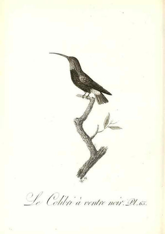 Reproducción/Reproduction 8597953682: Histoire naturelle et générale des colibris, oiseaux-mouches, jacamars et promerops /. A Paris,chez Desray,an XI=1802.