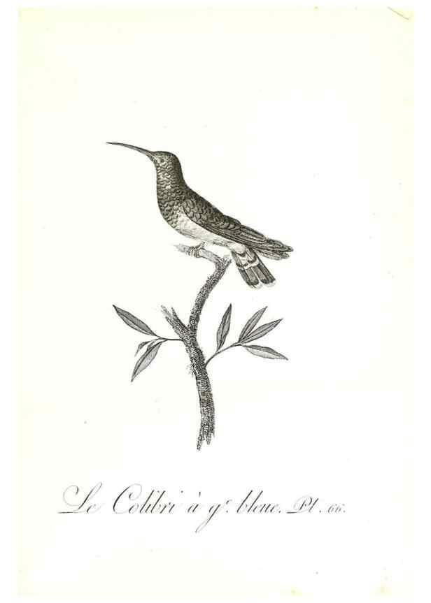 Reproducción/Reproduction 8597953956: Histoire naturelle et générale des colibris, oiseaux-mouches, jacamars et promerops /. A Paris,chez Desray,an XI=1802.