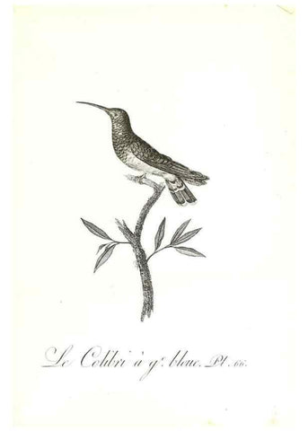 Reproducción/Reproduction 8597953956: Histoire naturelle et générale des colibris, oiseaux-mouches, jacamars et promerops /. A Paris,chez Desray,an XI=1802.