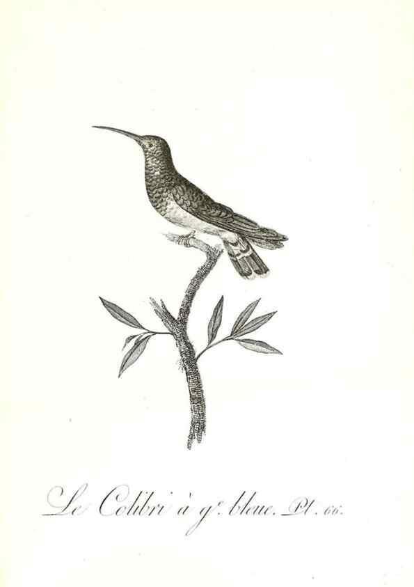Reproducción/Reproduction 8597953956: Histoire naturelle et générale des colibris, oiseaux-mouches, jacamars et promerops /. A Paris,chez Desray,an XI=1802.