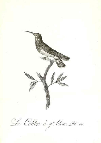 Reproducción/Reproduction 8597953956: Histoire naturelle et générale des colibris, oiseaux-mouches, jacamars et promerops /. A Paris,chez Desray,an XI=1802.