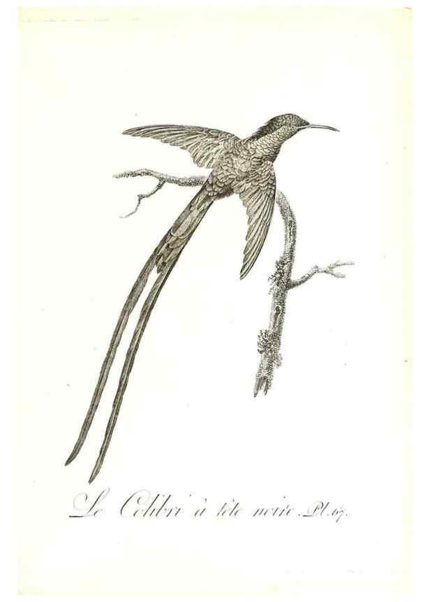 Reproducción/Reproduction 8596850687: Histoire naturelle et générale des colibris, oiseaux-mouches, jacamars et promerops /. A Paris,chez Desray,an XI=1802.