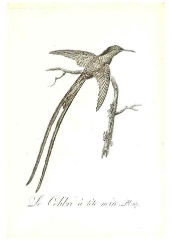 Reproducción/Reproduction 8596850687: Histoire naturelle et générale des colibris, oiseaux-mouches, jacamars et promerops /. A Paris,chez Desray,an XI=1802.