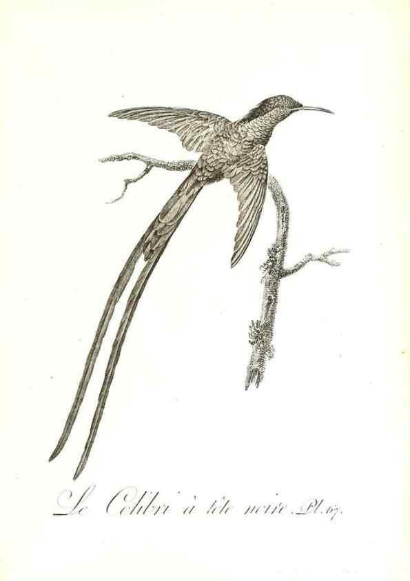Reproducción/Reproduction 8596850687: Histoire naturelle et générale des colibris, oiseaux-mouches, jacamars et promerops /. A Paris,chez Desray,an XI=1802.