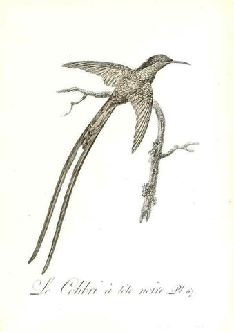 Reproducción/Reproduction 8596850687: Histoire naturelle et générale des colibris, oiseaux-mouches, jacamars et promerops /. A Paris,chez Desray,an XI=1802.