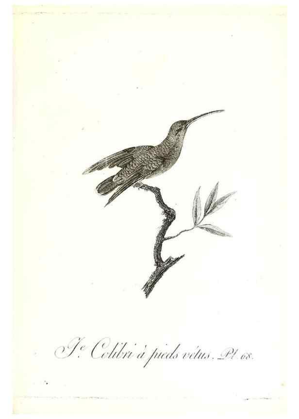 Reproducción/Reproduction 8596850939: Histoire naturelle et générale des colibris, oiseaux-mouches, jacamars et promerops /. A Paris,chez Desray,an XI=1802.