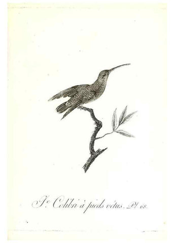 Reproducción/Reproduction 8596850939: Histoire naturelle et générale des colibris, oiseaux-mouches, jacamars et promerops /. A Paris,chez Desray,an XI=1802.