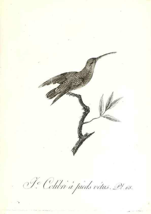 Reproducción/Reproduction 8596850939: Histoire naturelle et générale des colibris, oiseaux-mouches, jacamars et promerops /. A Paris,chez Desray,an XI=1802.