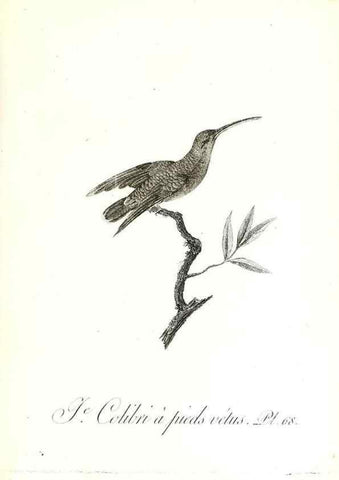 Reproducción/Reproduction 8596850939: Histoire naturelle et générale des colibris, oiseaux-mouches, jacamars et promerops /. A Paris,chez Desray,an XI=1802.