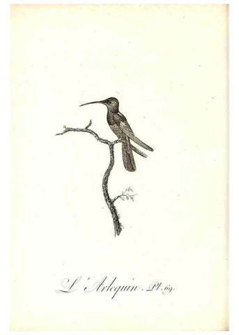 Reproducción/Reproduction 8597954786: Histoire naturelle et générale des colibris, oiseaux-mouches, jacamars et promerops /. A Paris,chez Desray,an XI=1802.