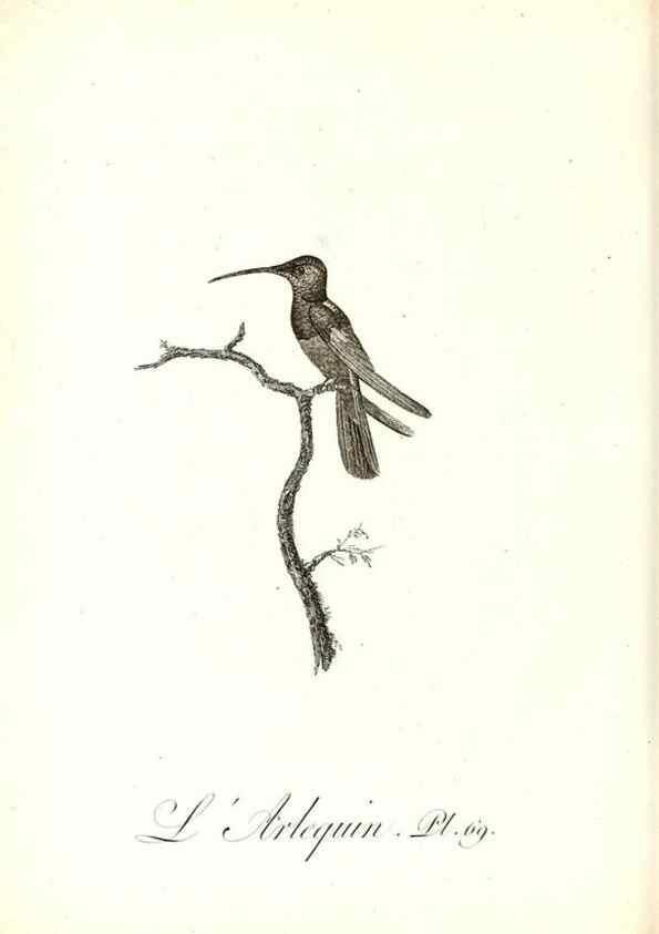 Reproducción/Reproduction 8597954786: Histoire naturelle et générale des colibris, oiseaux-mouches, jacamars et promerops /. A Paris,chez Desray,an XI=1802.