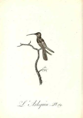 Reproducción/Reproduction 8597954786: Histoire naturelle et générale des colibris, oiseaux-mouches, jacamars et promerops /. A Paris,chez Desray,an XI=1802.