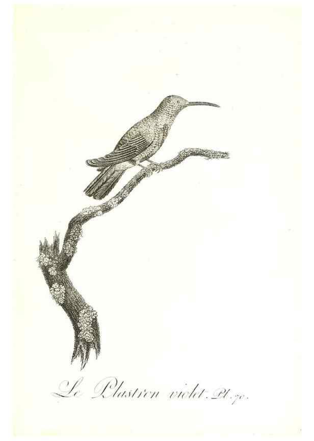 Reproducción/Reproduction 8597955070: Histoire naturelle et générale des colibris, oiseaux-mouches, jacamars et promerops /. A Paris,chez Desray,an XI=1802.