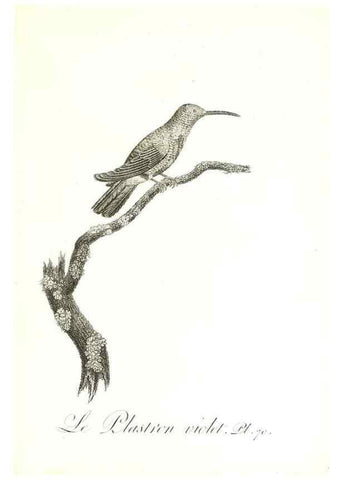 Reproducción/Reproduction 8597955070: Histoire naturelle et générale des colibris, oiseaux-mouches, jacamars et promerops /. A Paris,chez Desray,an XI=1802.