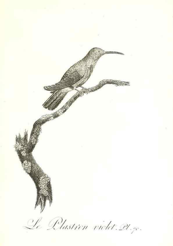 Reproducción/Reproduction 8597955070: Histoire naturelle et générale des colibris, oiseaux-mouches, jacamars et promerops /. A Paris,chez Desray,an XI=1802.
