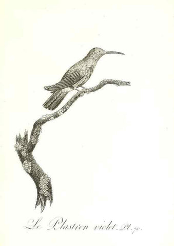 Reproducción/Reproduction 8597955070: Histoire naturelle et générale des colibris, oiseaux-mouches, jacamars et promerops /. A Paris,chez Desray,an XI=1802.
