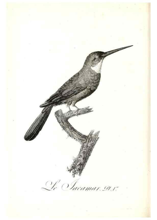 Reproducción/Reproduction 8597955458: Histoire naturelle et générale des colibris, oiseaux-mouches, jacamars et promerops /. A Paris,chez Desray,an XI=1802.