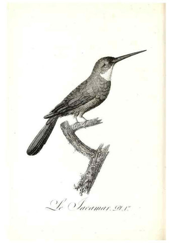 Reproducción/Reproduction 8597955458: Histoire naturelle et générale des colibris, oiseaux-mouches, jacamars et promerops /. A Paris,chez Desray,an XI=1802.