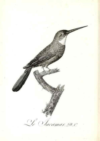 Reproducción/Reproduction 8597955458: Histoire naturelle et générale des colibris, oiseaux-mouches, jacamars et promerops /. A Paris,chez Desray,an XI=1802.