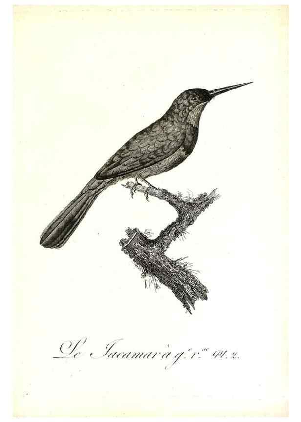Reproducción/Reproduction 8597955840: Histoire naturelle et générale des colibris, oiseaux-mouches, jacamars et promerops /. A Paris,chez Desray,an XI=1802.