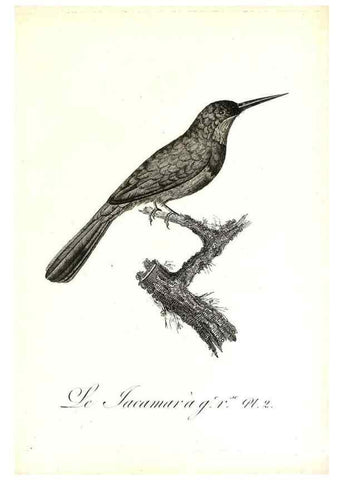 Reproducción/Reproduction 8597955840: Histoire naturelle et générale des colibris, oiseaux-mouches, jacamars et promerops /. A Paris,chez Desray,an XI=1802.