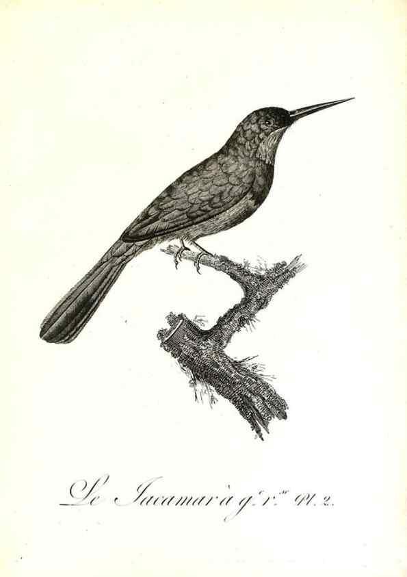 Reproducción/Reproduction 8597955840: Histoire naturelle et générale des colibris, oiseaux-mouches, jacamars et promerops /. A Paris,chez Desray,an XI=1802.