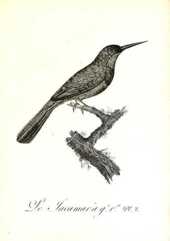 Reproducción/Reproduction 8597955840: Histoire naturelle et générale des colibris, oiseaux-mouches, jacamars et promerops /. A Paris,chez Desray,an XI=1802.