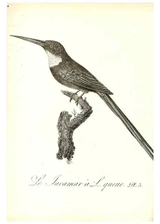 Reproducción/Reproduction 8596852339: Histoire naturelle et générale des colibris, oiseaux-mouches, jacamars et promerops /. A Paris,chez Desray,an XI=1802.