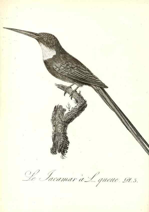 Reproducción/Reproduction 8596852339: Histoire naturelle et générale des colibris, oiseaux-mouches, jacamars et promerops /. A Paris,chez Desray,an XI=1802.