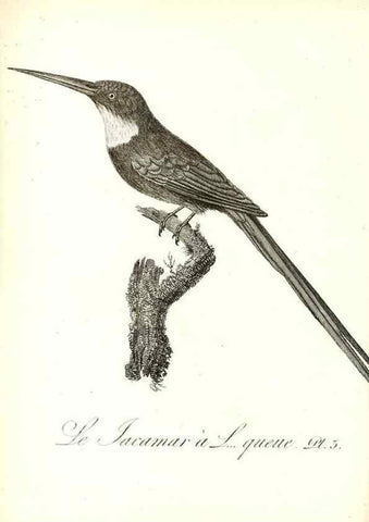 Reproducción/Reproduction 8596852339: Histoire naturelle et générale des colibris, oiseaux-mouches, jacamars et promerops /. A Paris,chez Desray,an XI=1802.