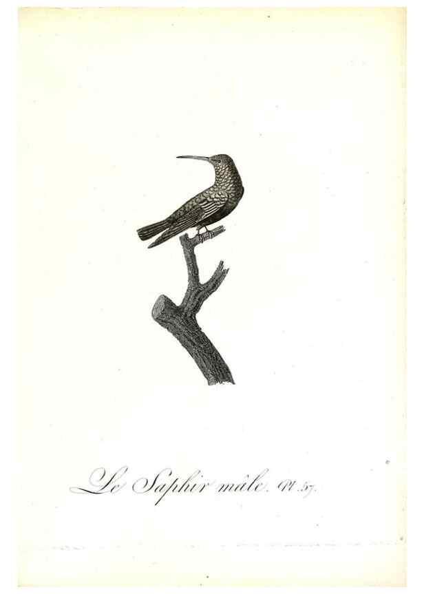 Reproducción/Reproduction 8596848383: Histoire naturelle et générale des colibris, oiseaux-mouches, jacamars et promerops /. A Paris,chez Desray,an XI=1802.