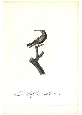 Reproducción/Reproduction 8596848383: Histoire naturelle et générale des colibris, oiseaux-mouches, jacamars et promerops /. A Paris,chez Desray,an XI=1802.