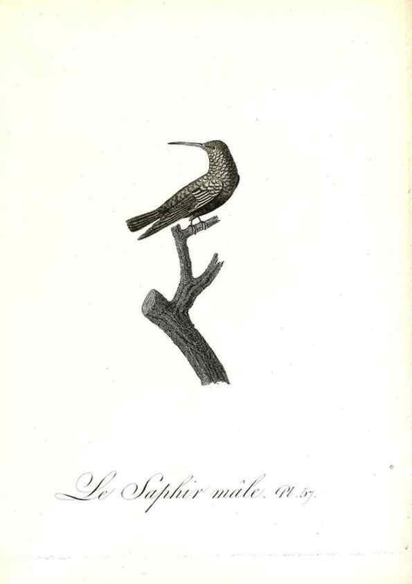Reproducción/Reproduction 8596848383: Histoire naturelle et générale des colibris, oiseaux-mouches, jacamars et promerops /. A Paris,chez Desray,an XI=1802.