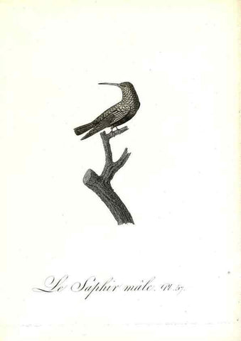 Reproducción/Reproduction 8596848383: Histoire naturelle et générale des colibris, oiseaux-mouches, jacamars et promerops /. A Paris,chez Desray,an XI=1802.