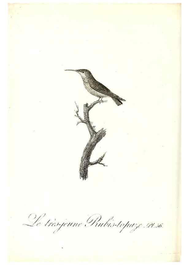 Reproducción/Reproduction 8597951638: Histoire naturelle et générale des colibris, oiseaux-mouches, jacamars et promerops /. A Paris,chez Desray,an XI=1802.