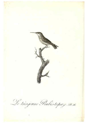 Reproducción/Reproduction 8597951638: Histoire naturelle et générale des colibris, oiseaux-mouches, jacamars et promerops /. A Paris,chez Desray,an XI=1802.