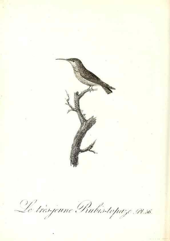 Reproducción/Reproduction 8597951638: Histoire naturelle et générale des colibris, oiseaux-mouches, jacamars et promerops /. A Paris,chez Desray,an XI=1802.