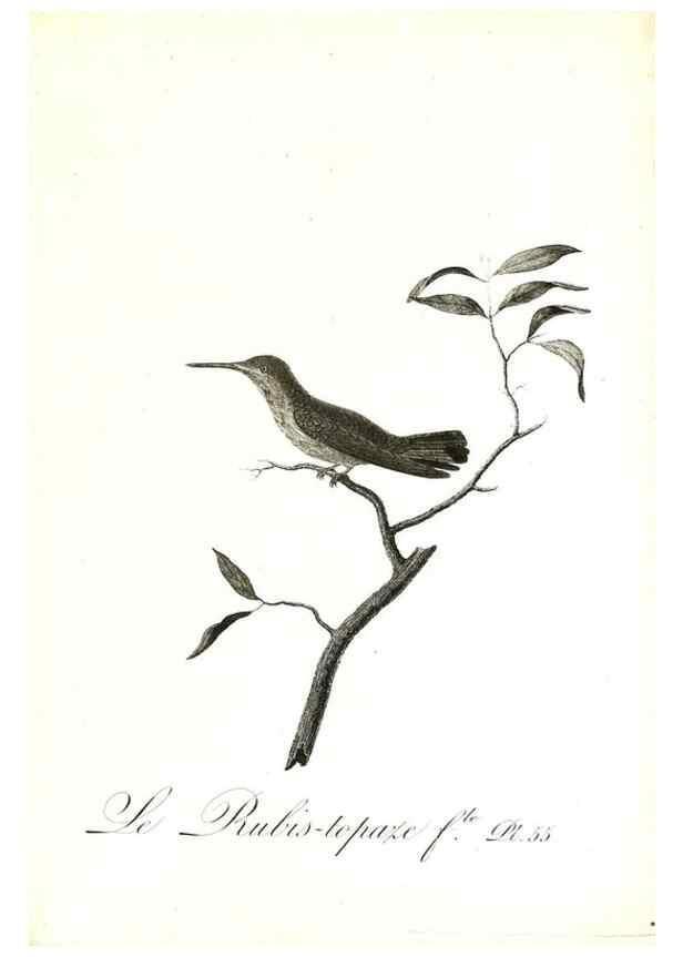 Reproducción/Reproduction 8597951418: Histoire naturelle et générale des colibris, oiseaux-mouches, jacamars et promerops /. A Paris,chez Desray,an XI=1802.