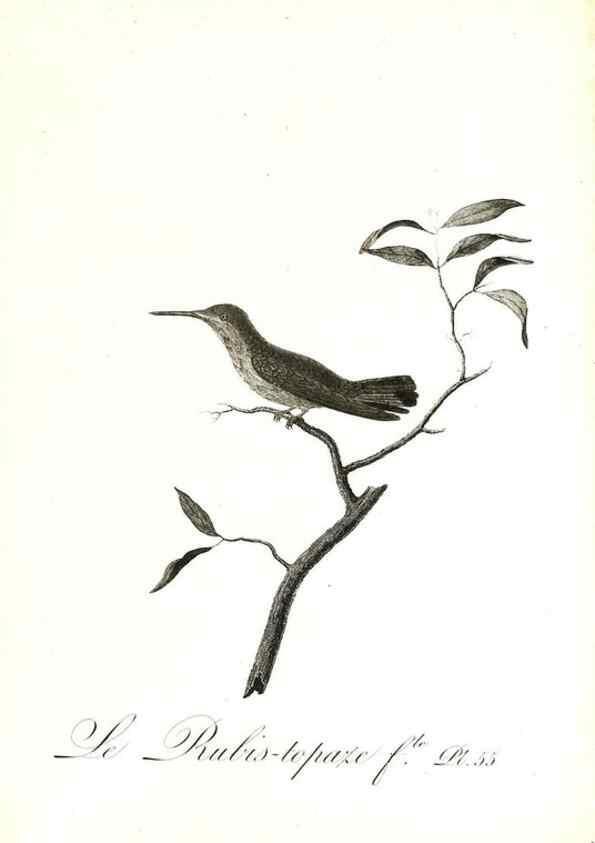 Reproducción/Reproduction 8597951418: Histoire naturelle et générale des colibris, oiseaux-mouches, jacamars et promerops /. A Paris,chez Desray,an XI=1802.