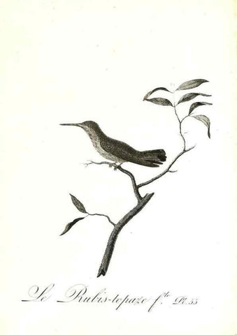 Reproducción/Reproduction 8597951418: Histoire naturelle et générale des colibris, oiseaux-mouches, jacamars et promerops /. A Paris,chez Desray,an XI=1802.