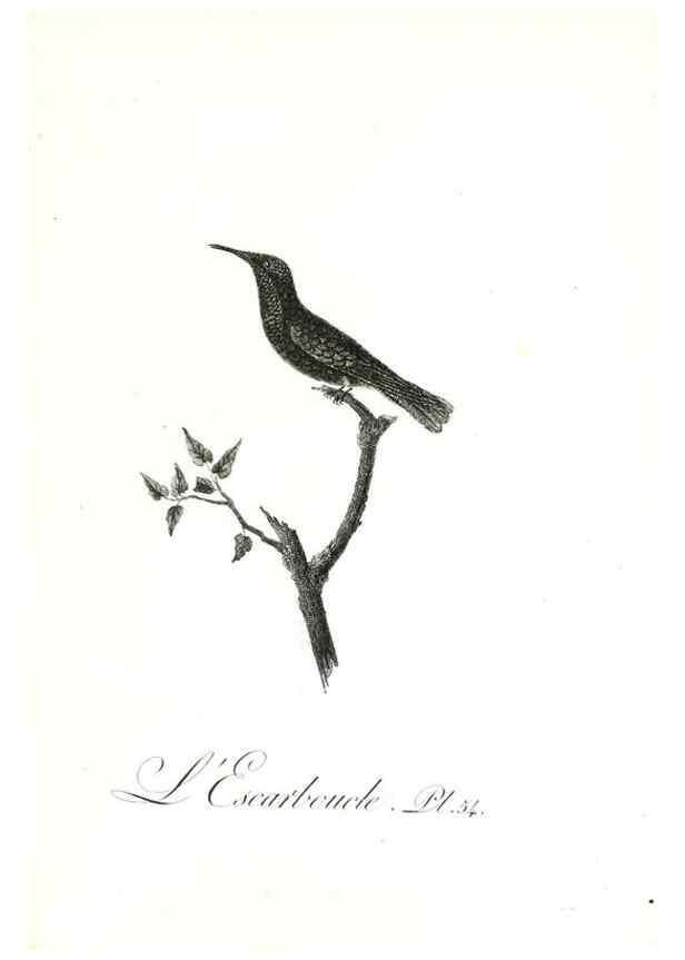 Reproducción/Reproduction 8596847651: Histoire naturelle et générale des colibris, oiseaux-mouches, jacamars et promerops /. A Paris,chez Desray,an XI=1802.