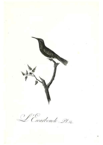 Reproducción/Reproduction 8596847651: Histoire naturelle et générale des colibris, oiseaux-mouches, jacamars et promerops /. A Paris,chez Desray,an XI=1802.